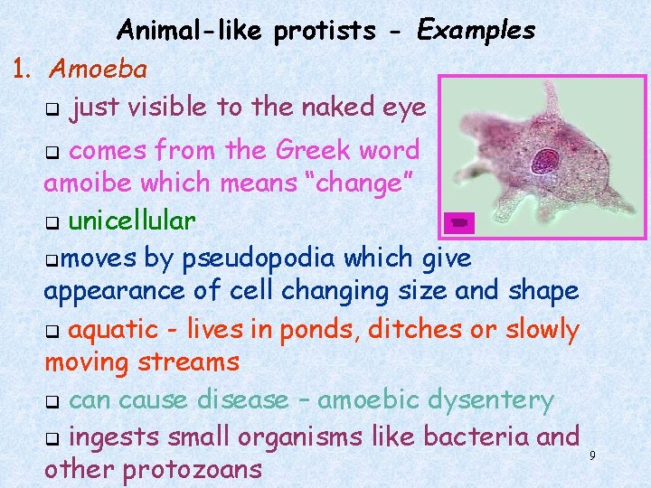 Animal-like protists - Examples 1. Amoeba q just visible to the naked eye comes