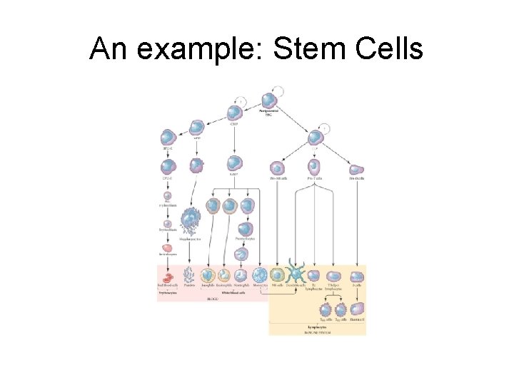 An example: Stem Cells 