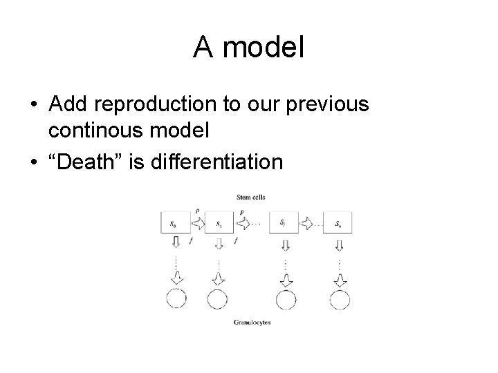 A model • Add reproduction to our previous continous model • “Death” is differentiation