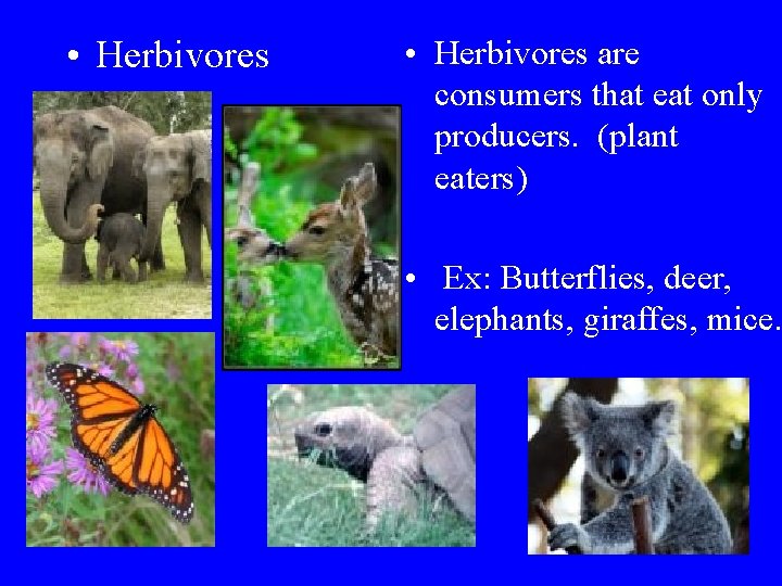  • Herbivores are consumers that eat only producers. (plant eaters) • Ex: Butterflies,