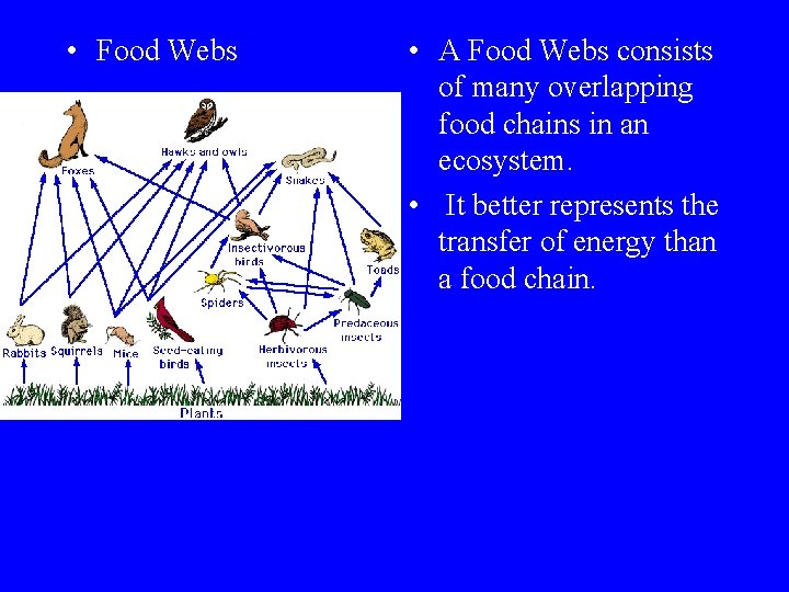  • Food Webs • A Food Webs consists of many overlapping food chains