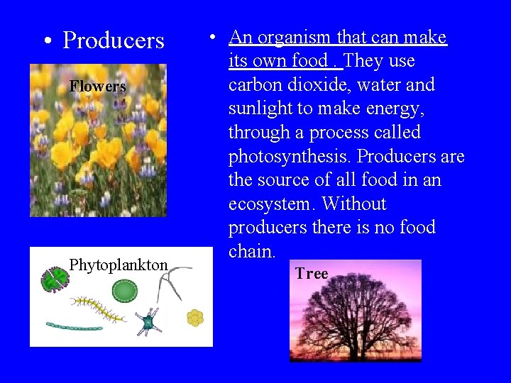  • Producers Flowers Phytoplankton • An organism that can make its own food.