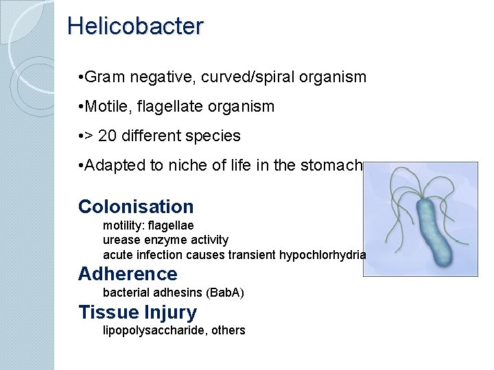 Helicobacter • Gram negative, curved/spiral organism • Motile, flagellate organism • > 20 different