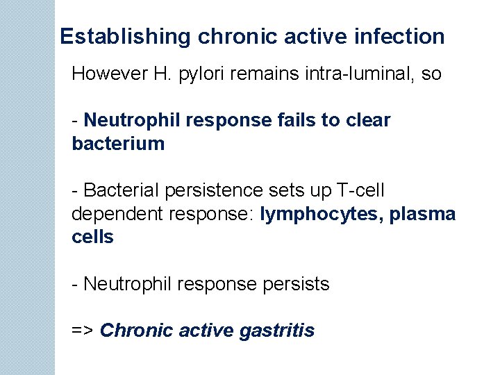 Establishing chronic active infection However H. pylori remains intra-luminal, so - Neutrophil response fails