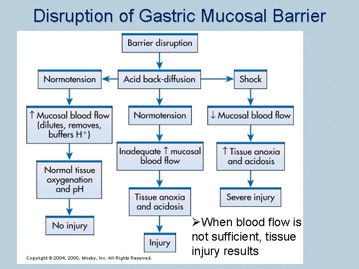 Disruption of Gastric Mucosal Barrier ØWhen blood flow is not sufficient, tissue injury results