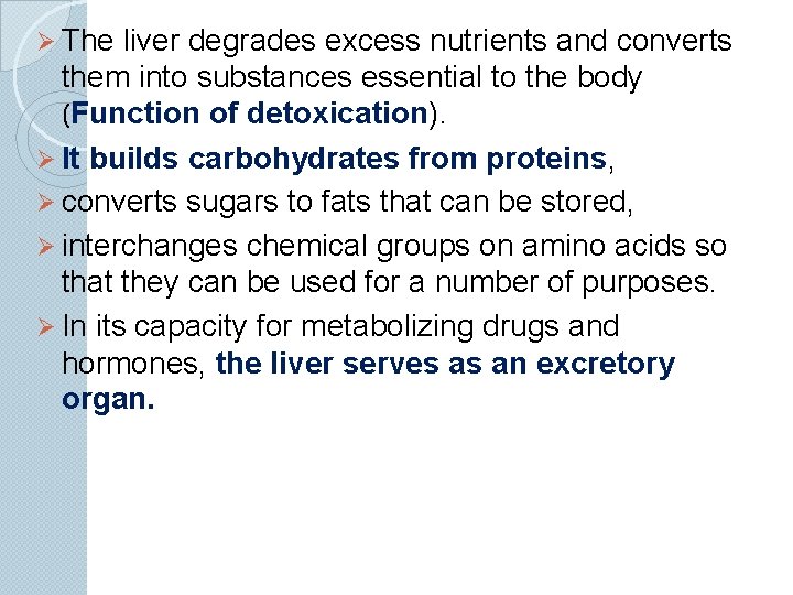 Ø The liver degrades excess nutrients and converts them into substances essential to the