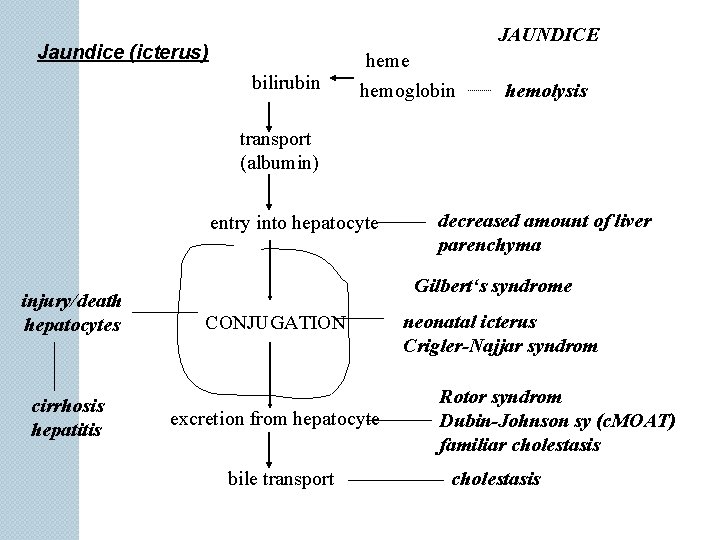 JAUNDICE Jaundice (icterus) bilirubin heme hemoglobin hemolysis transport (albumin) entry into hepatocyte injury/death hepatocytes