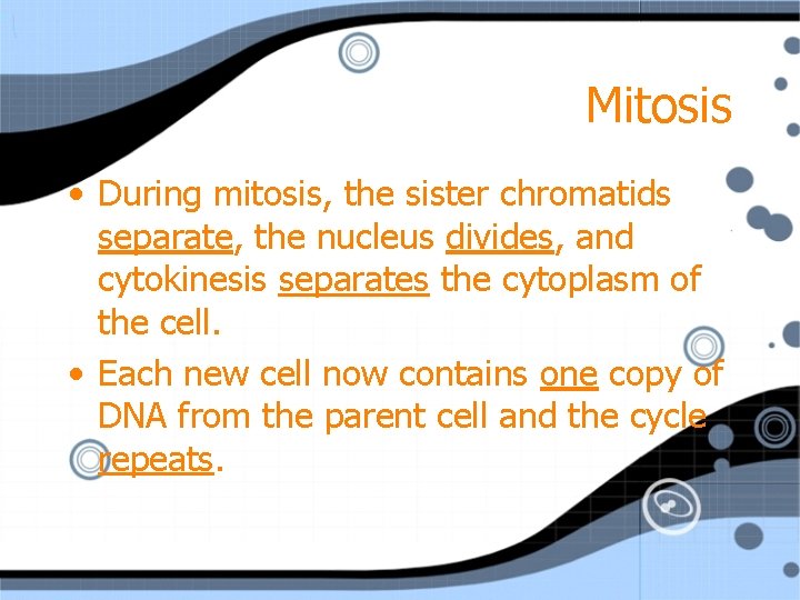 Mitosis • During mitosis, the sister chromatids separate, the nucleus divides, and cytokinesis separates