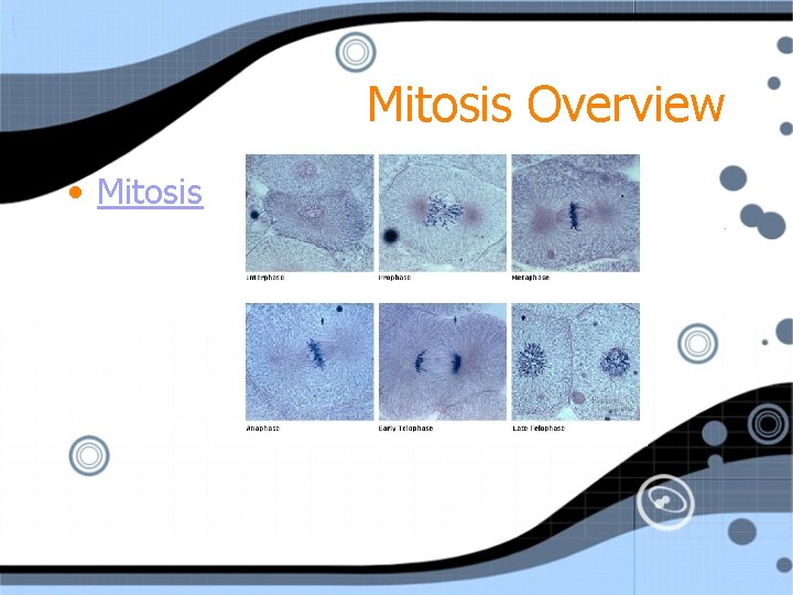 Mitosis Overview • Mitosis 