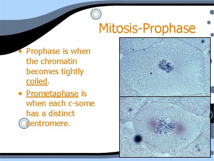 Mitosis-Prophase • Prophase is when the chromatin becomes tightly coiled. • Prometaphase is when