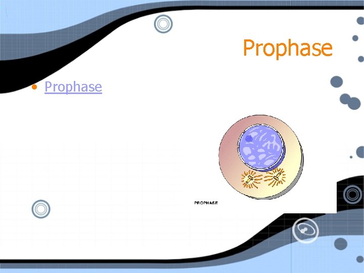 Prophase • Prophase 