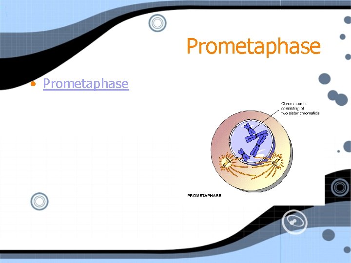 Prometaphase • Prometaphase 