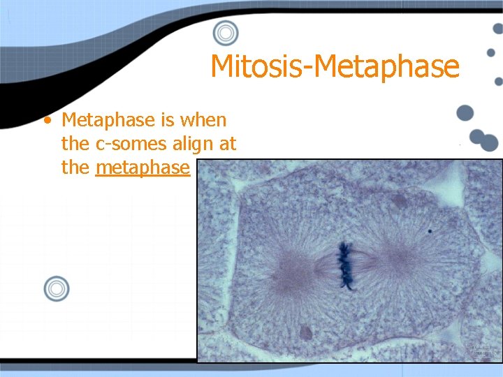 Mitosis-Metaphase • Metaphase is when the c-somes align at the metaphase plate. 