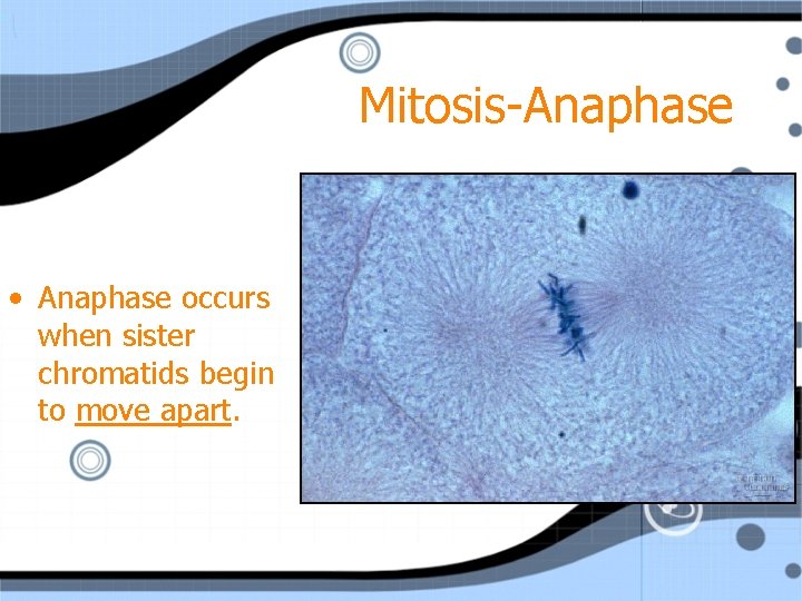 Mitosis-Anaphase • Anaphase occurs when sister chromatids begin to move apart. 