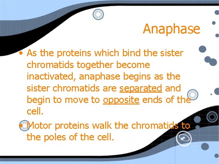 Anaphase • As the proteins which bind the sister chromatids together become inactivated, anaphase