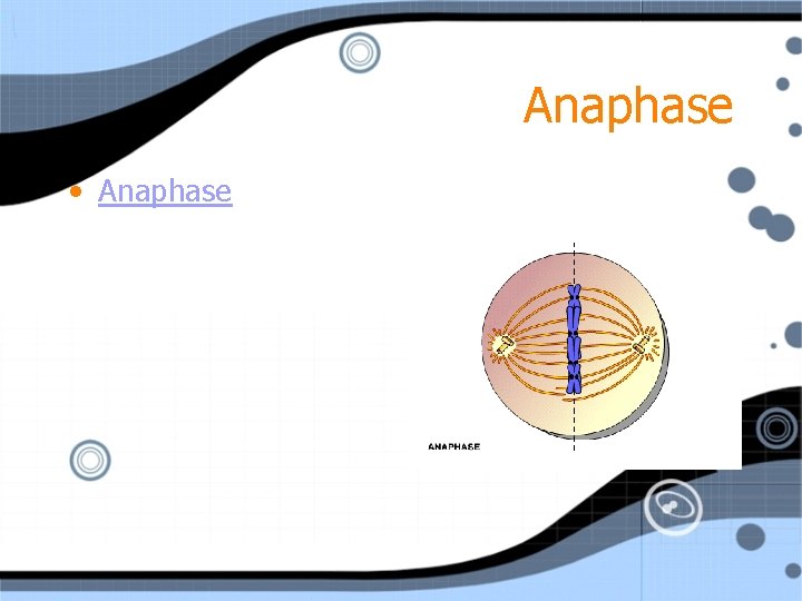 Anaphase • Anaphase 