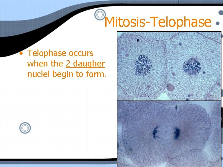 Mitosis-Telophase • Telophase occurs when the 2 daugher nuclei begin to form. 