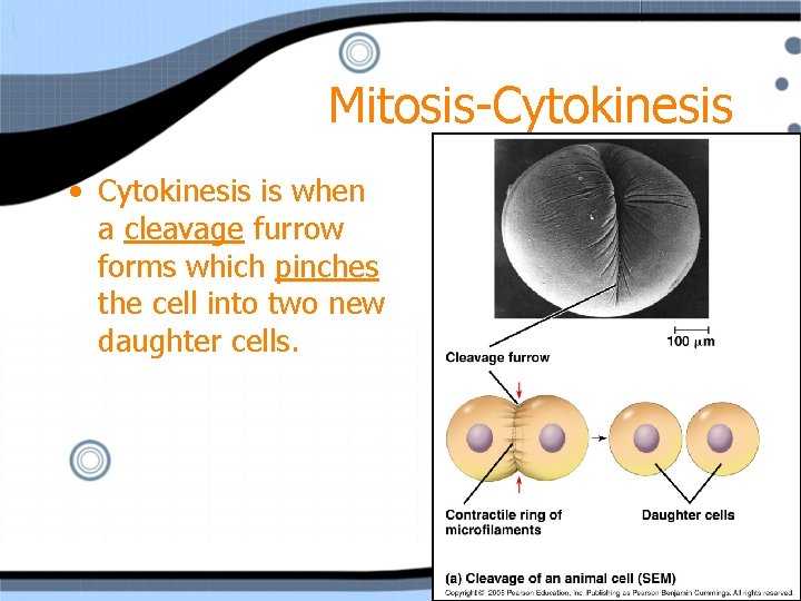 Mitosis-Cytokinesis • Cytokinesis is when a cleavage furrow forms which pinches the cell into