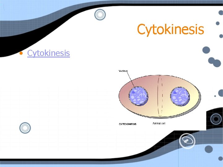 Cytokinesis • Cytokinesis 