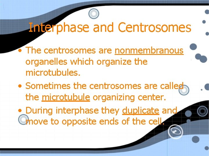 Interphase and Centrosomes • The centrosomes are nonmembranous organelles which organize the microtubules. •