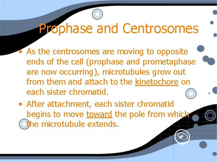 Prophase and Centrosomes • As the centrosomes are moving to opposite ends of the