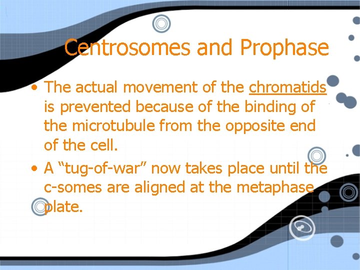 Centrosomes and Prophase • The actual movement of the chromatids is prevented because of