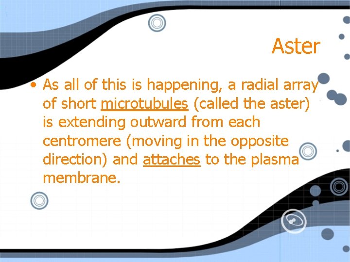 Aster • As all of this is happening, a radial array of short microtubules