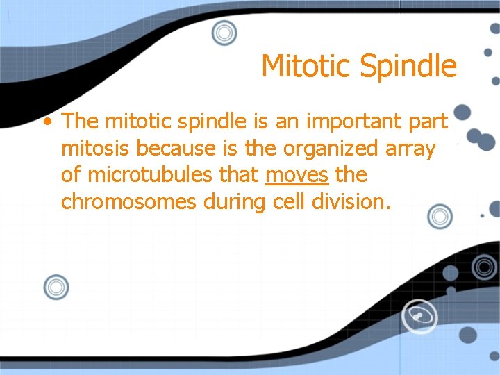 Mitotic Spindle • The mitotic spindle is an important part mitosis because is the