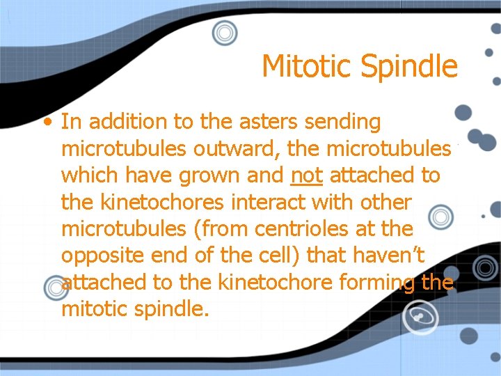 Mitotic Spindle • In addition to the asters sending microtubules outward, the microtubules which