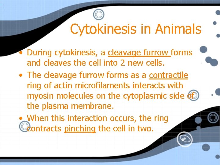 Cytokinesis in Animals • During cytokinesis, a cleavage furrow forms and cleaves the cell