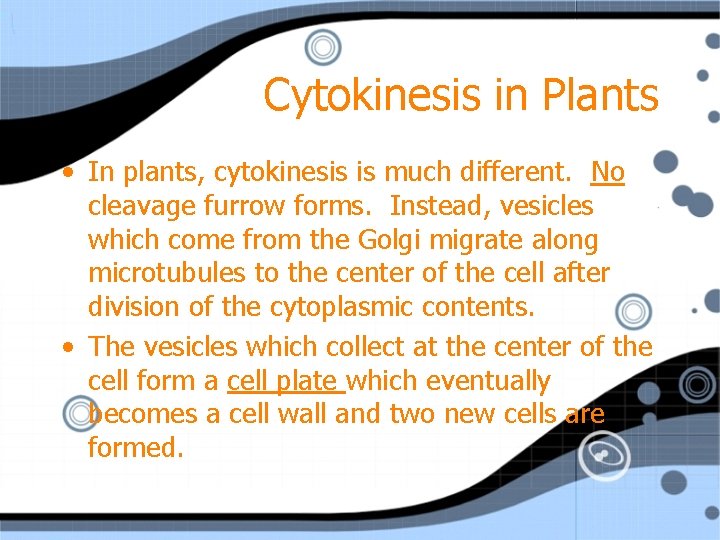 Cytokinesis in Plants • In plants, cytokinesis is much different. No cleavage furrow forms.