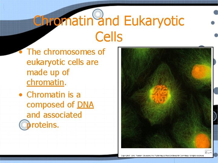 Chromatin and Eukaryotic Cells • The chromosomes of eukaryotic cells are made up of