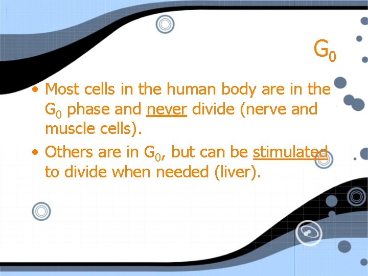 G 0 • Most cells in the human body are in the G 0