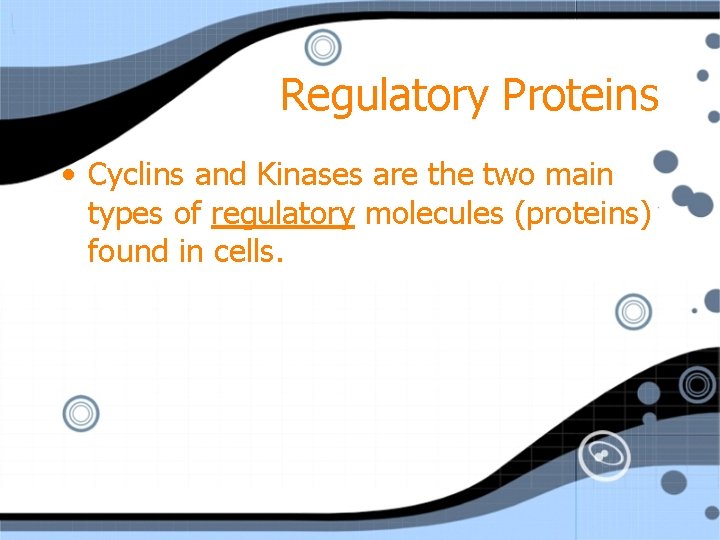 Regulatory Proteins • Cyclins and Kinases are the two main types of regulatory molecules