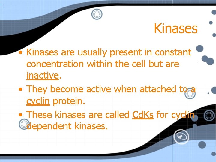Kinases • Kinases are usually present in constant concentration within the cell but are