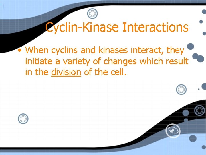 Cyclin-Kinase Interactions • When cyclins and kinases interact, they initiate a variety of changes