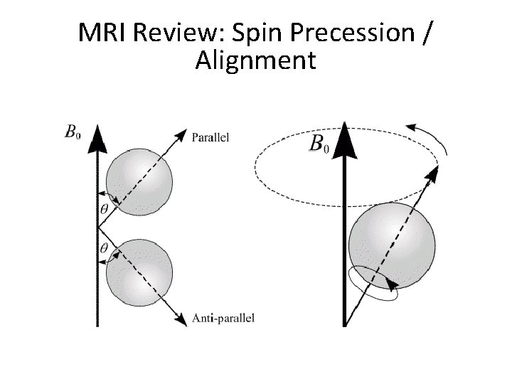 MRI Review: Spin Precession / Alignment 