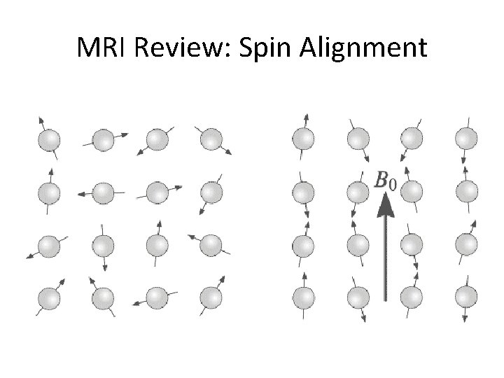 MRI Review: Spin Alignment 