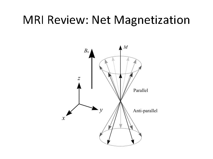 MRI Review: Net Magnetization 