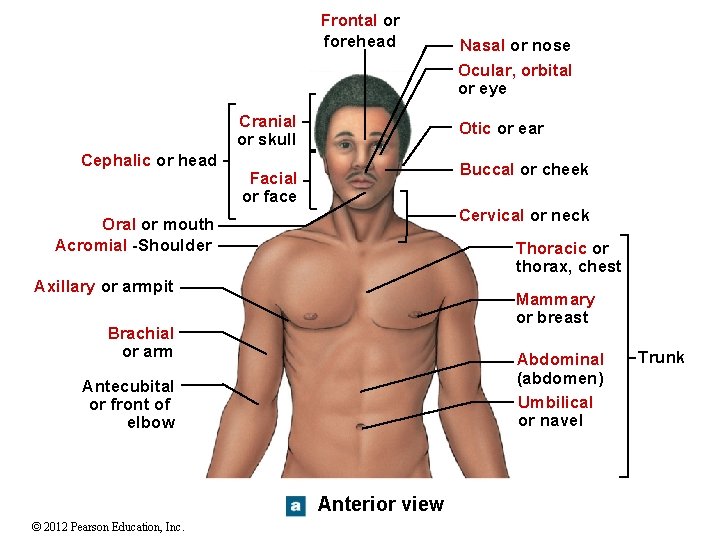Frontal or forehead Cranial or skull Cephalic or head Otic or ear Buccal or