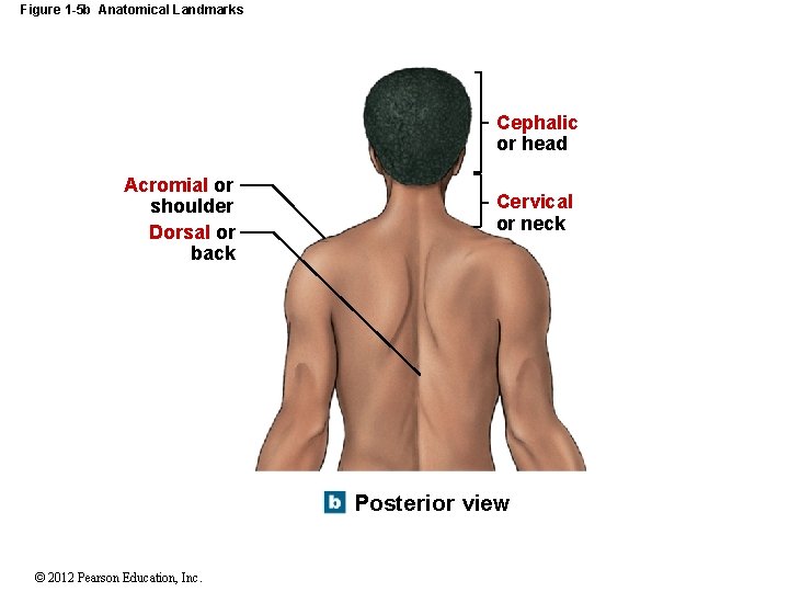 Figure 1 -5 b Anatomical Landmarks Cephalic or head Acromial or shoulder Dorsal or