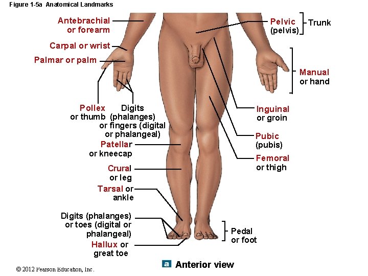Figure 1 -5 a Anatomical Landmarks Antebrachial or forearm Pelvic (pelvis) Trunk Carpal or