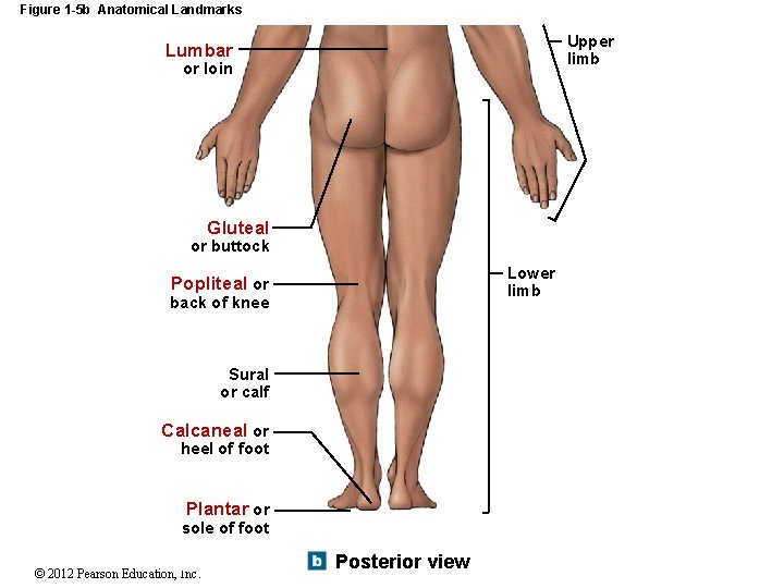 Figure 1 -5 b Anatomical Landmarks Upper limb Lumbar or loin Gluteal or buttock