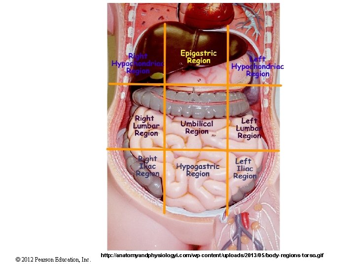 © 2012 Pearson Education, Inc. http: //anatomyandphysiologyi. com/wp-content/uploads/2013/05/body-regions-torso. gif 