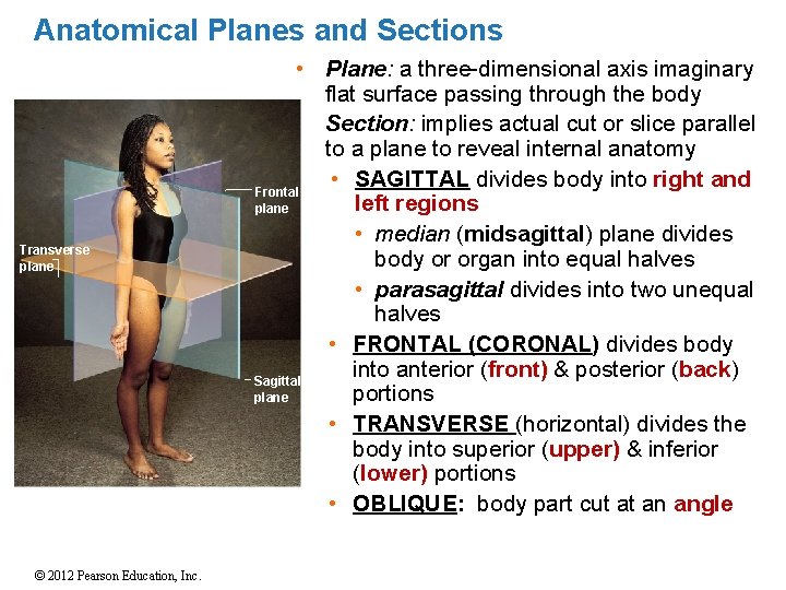 Anatomical Planes and Sections Transverse plane © 2012 Pearson Education, Inc. • Plane: a