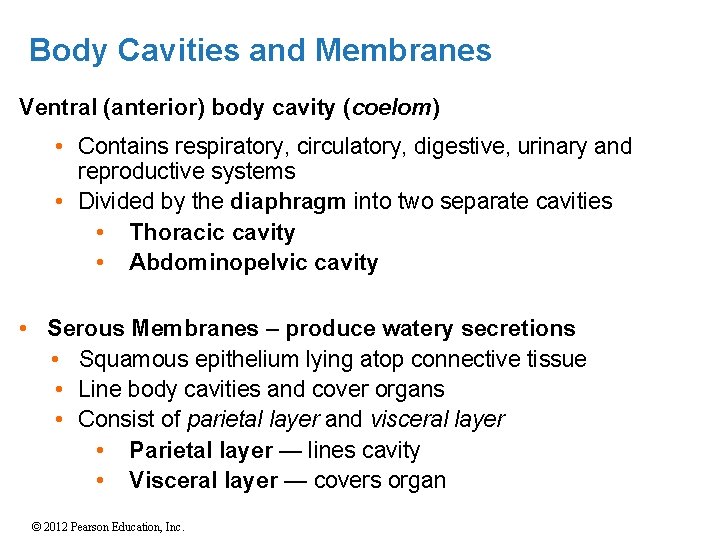 Body Cavities and Membranes Ventral (anterior) body cavity (coelom) • Contains respiratory, circulatory, digestive,