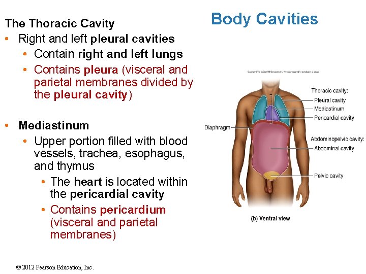 The Thoracic Cavity • Right and left pleural cavities • Contain right and left