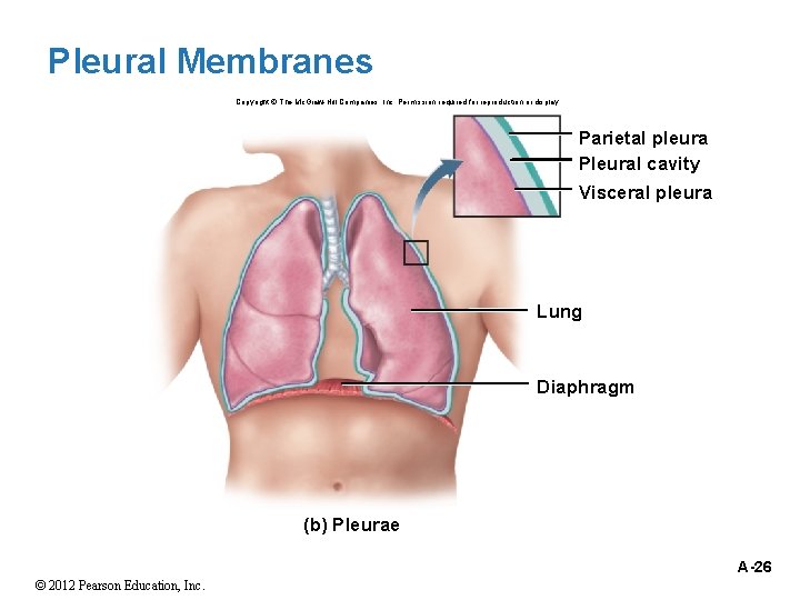 Pleural Membranes Copyright © The Mc. Graw-Hill Companies, Inc. Permission required for reproduction or
