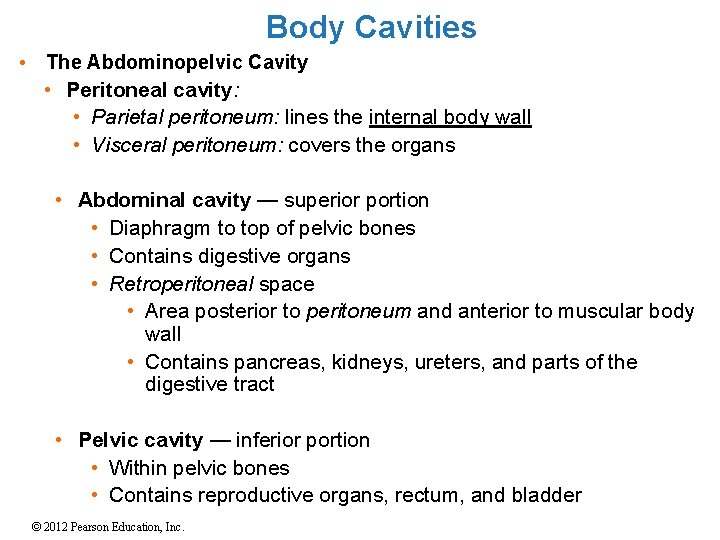Body Cavities • The Abdominopelvic Cavity • Peritoneal cavity: • Parietal peritoneum: lines the