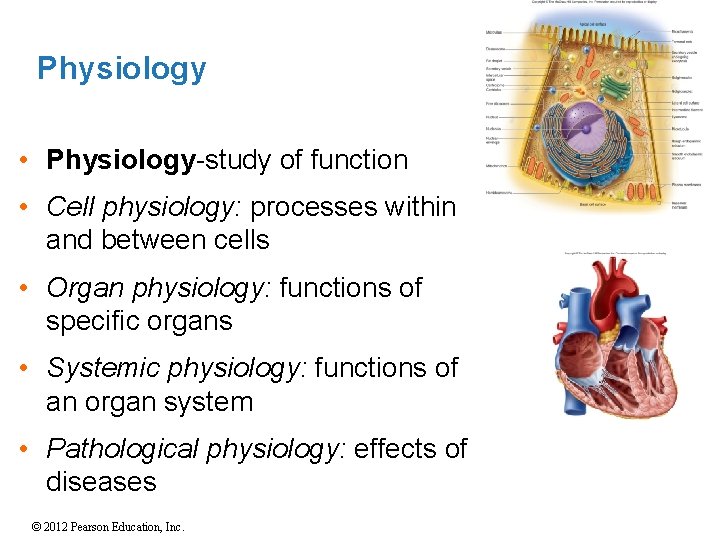 Physiology • Physiology-study of function • Cell physiology: processes within and between cells •